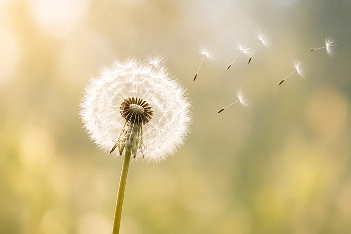 Wohlfühlen und ankommen Verblühter Löwenzahn auf einer grünen Wiese, Pollen fliegen davon